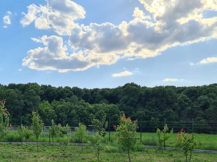 Teren intravilan la padure | Investitie | Teghes, Domnesti - 2