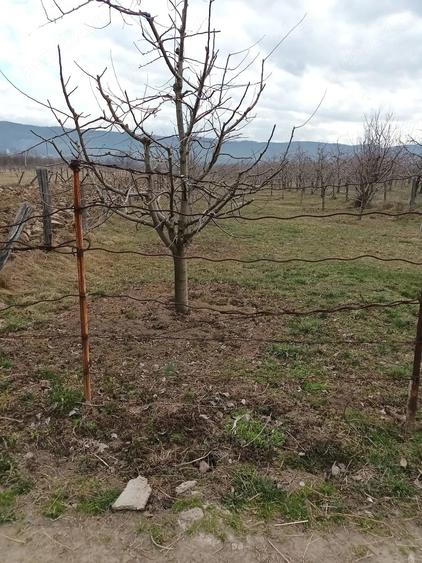 Vanzare teren intravilan si extravilan! - 3