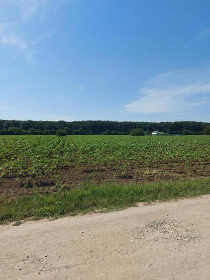 8.500 mp, cu deschidere la padure, dublă deschidere, Snagov –Ghermanesti - 7