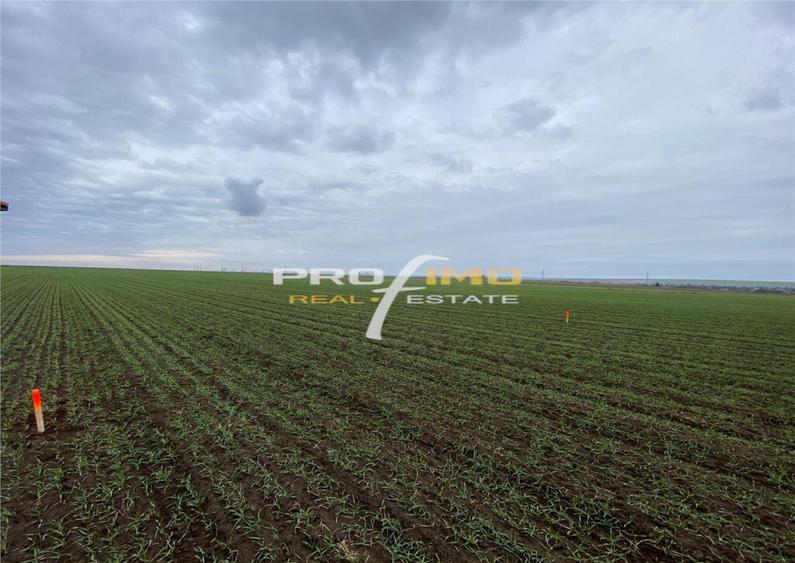 Plaja Corbu-Teren 4200mp. la numai 8 euro /mp. Soseaua asfal - 5