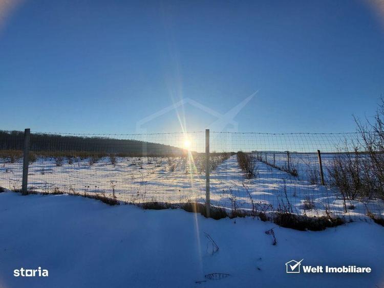 Teren nucifer cu plantatie de aluni, sat Frata, jud. Cluj - 8