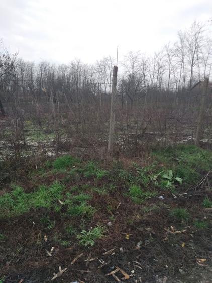 Teren sat Rasa;com Gradistea - 4