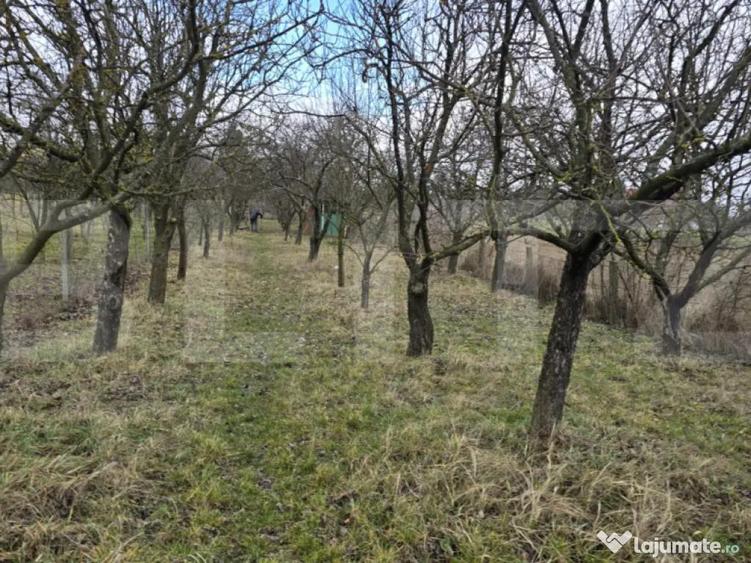 Teren intravilan - livada si vie- 20 ari - Viile SATU MARE - 8