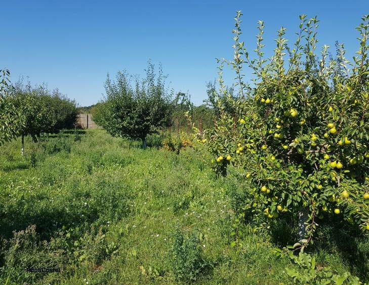 Petresti - Corbeanca 4648 mp intravilan desch. 33 m, utilitati, acces asfaltat - 13