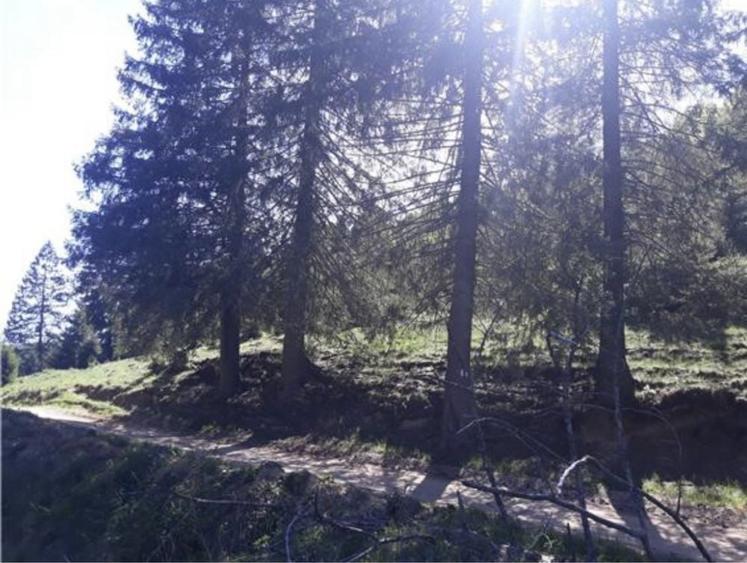 Teren intravilan Poiana Brasov - 4