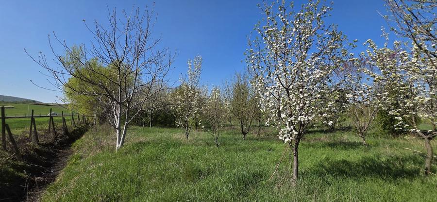 Teren intravilan Masca Arad asfalt Drumul Judetean 709 l 3000 mp - 4