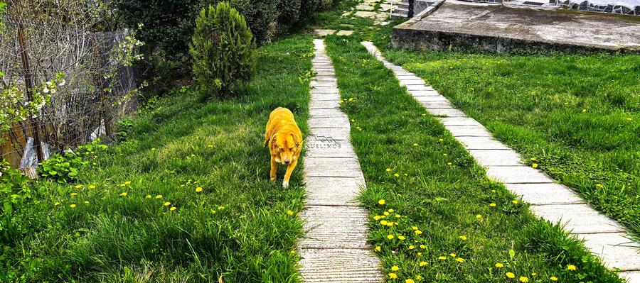 Casă individuală cu 4 camere cu Teren 2500 Mp în Podul Vadului