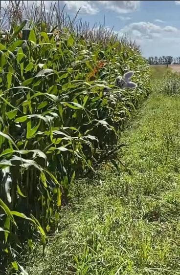 Teren extravilan in localitatea Nastase Botosani - 1