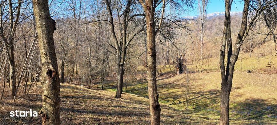 TEREN INTRAVILAN, 2142 mp, COMARNIC PRAHOVA, PODUL LUNG - 3