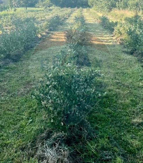 Teren intravilan 6.900mp BREB MARAMURES - 5