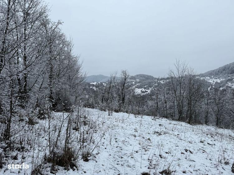 Provi?a de Jos - teren 3824mp - 18 Euro/mp Neg. - 7