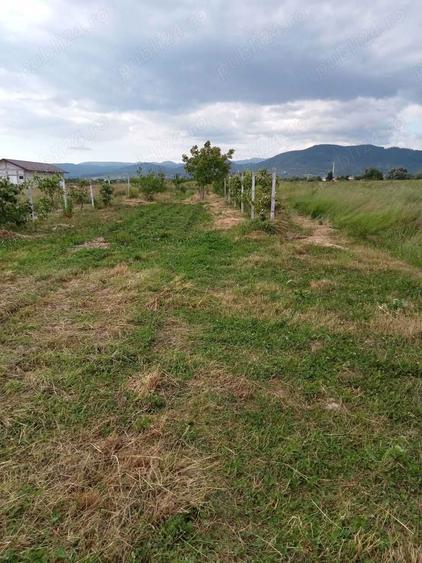 Vand teren Mocira - 1