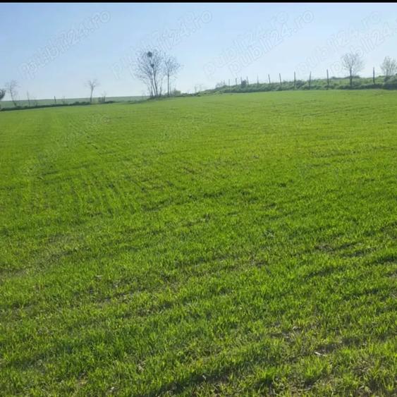 Teren de 3900 mp, în Izvoru Mare