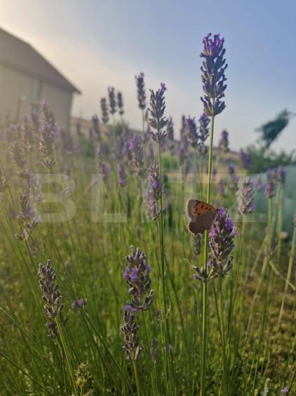 Teren intravilan de vanzare, 951 mp, Bucovat, sat Sarbatoarea - 6