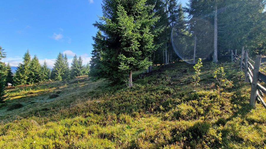 Teren intravilan in Bucovina, Dorna Arini - 6