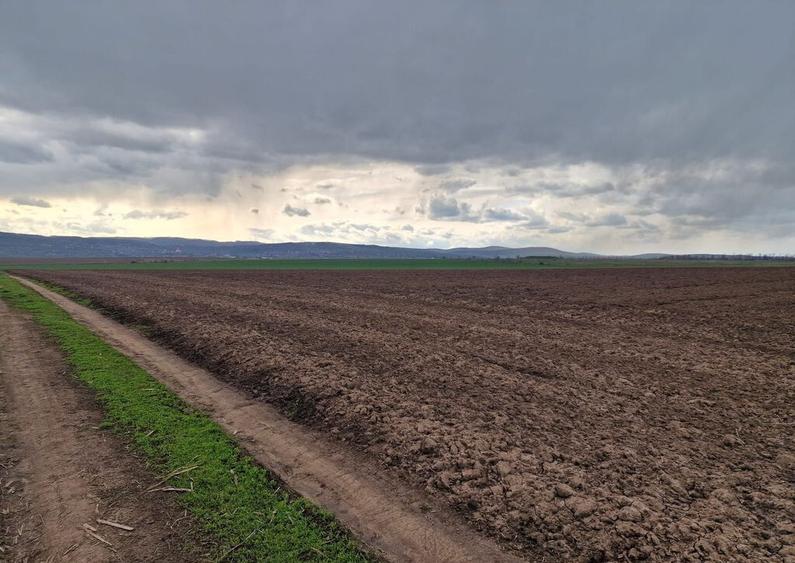 Teren 10,000mp Bacau / Strada Alexandru Safran - 6