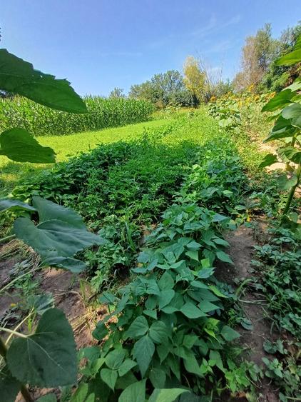 Teren pentru casa si gradina - 5