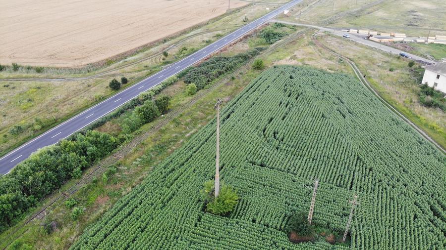 Vand Teren Extravilan Becicherecu Mic(zona industriala) 18.000mp,Utilitati - 3