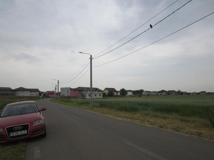 Domnesti-Narciselor - 3