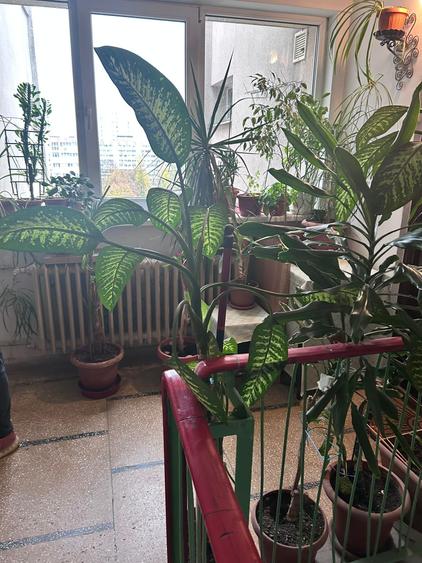 DRISTOR apartament renovat complet ,peste drum de park lake - 18