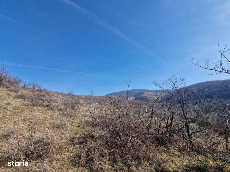 Teren extravilan, 23 400 mp, Cuvin (Ghioroc) - 2