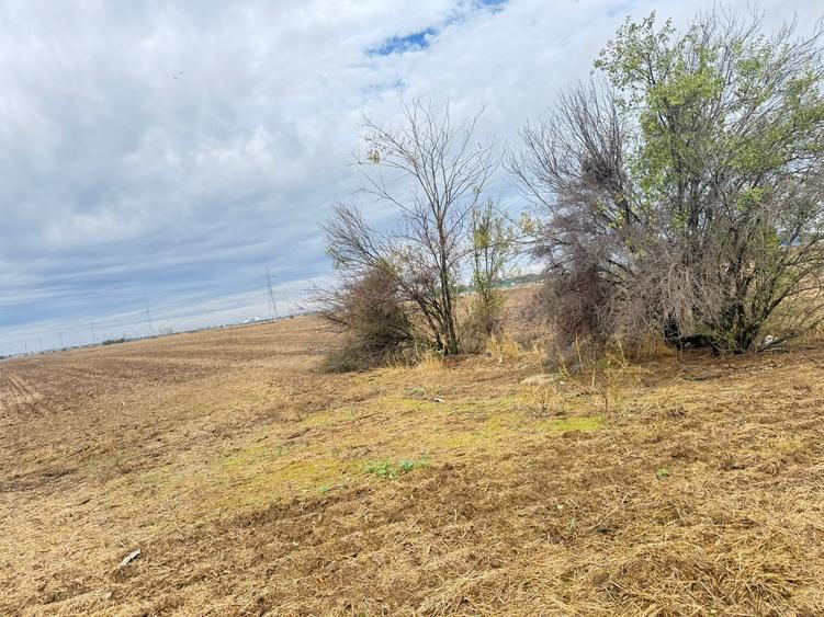 MAGURELE iF LOCALITATEA PRUNI ,LOTURI DE VANZARE - 8