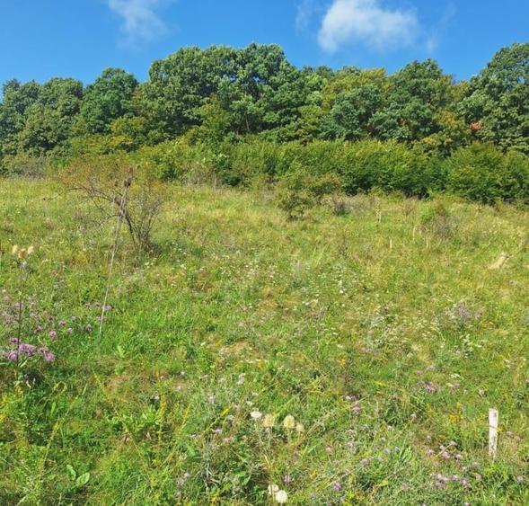 Teren in Chinteni langa padure 1425mp front 70ml - 4