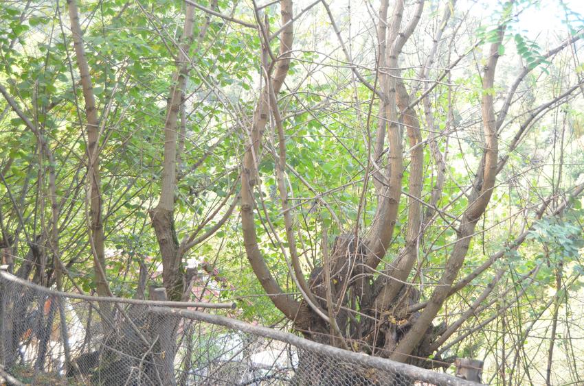 Teren intravilan Brasov-Schei - 4