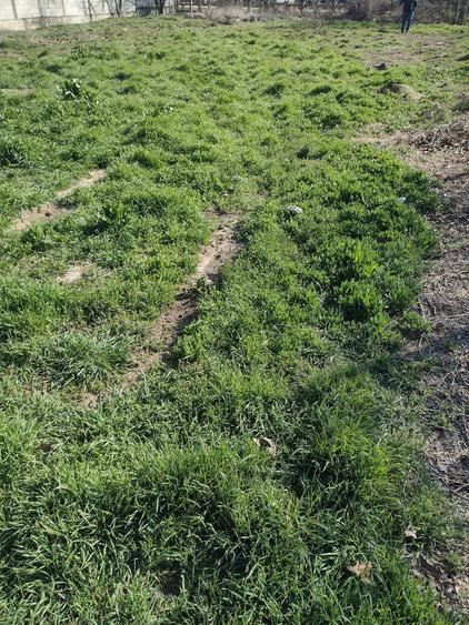 Teren intravilan Poiana - 3