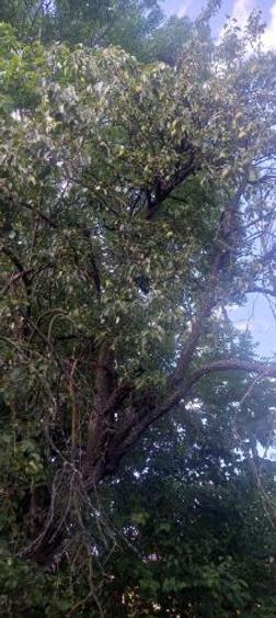 Teren cu casă bătrânească, de vânzare, situat în Stațiunea Slănic – Prahova. - 7