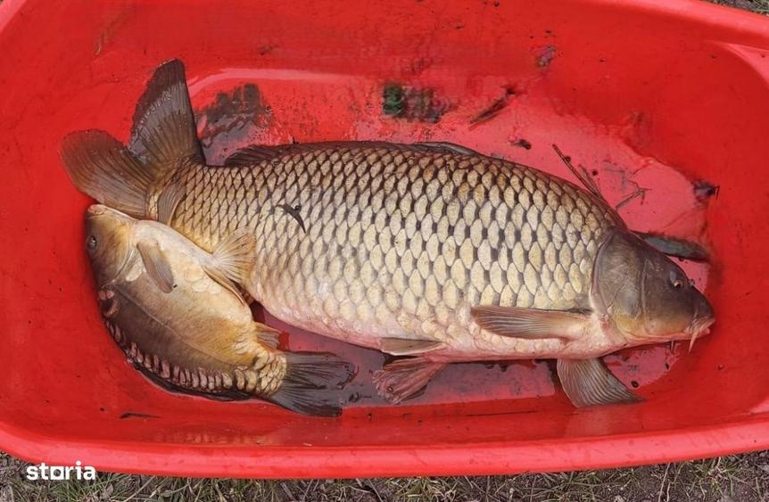 COMISION 0% - Teren intravilan cu 2 iazuri populate 2225 mp Mogose - 5