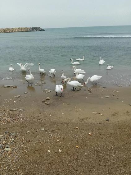 constanta eforie nord - 2