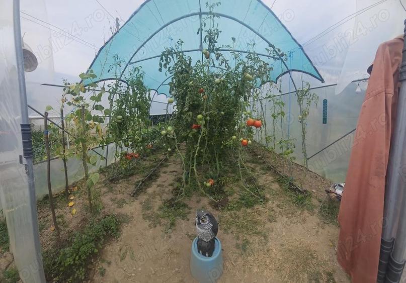 Gospodarie de vanzare in comuna Davide?ti, sat Voroveni. - 7