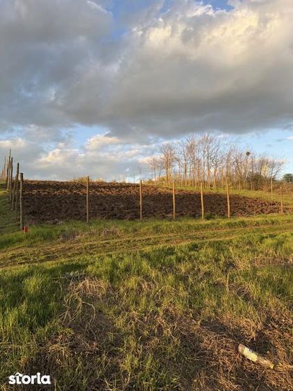 Teren de vanzare Walter Maracineanu Comuna Iepuresti judet Giurgiu - 3