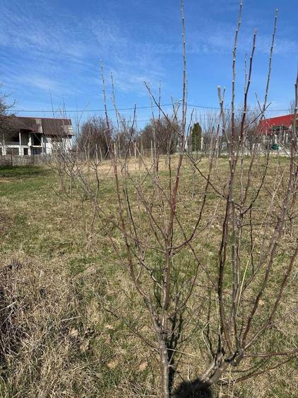 Teren de vanzare in Barnova Iasi - 5