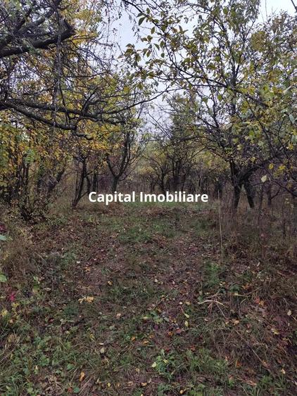 Casa Veche, Central Drajna de Jos 5000 mp - 3