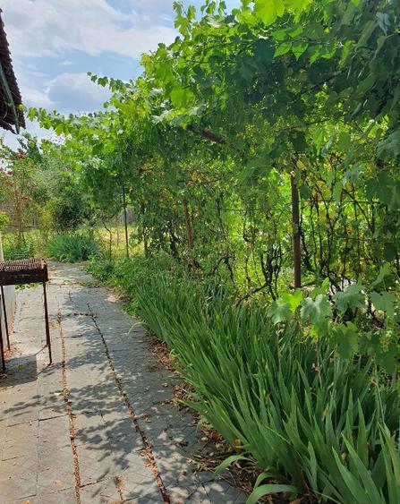 Casa batraneasca , foisor si teren de vanzare - 2