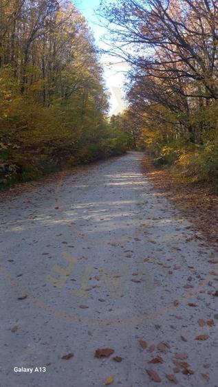 0% COMISION!!! CASA CU LAC IN INIMA PADURII  - DEALU BRADULUI - 17