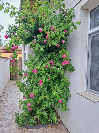 cazare studenti elevi constanta camera camin facultate vila garsoniera apartament ieftin oferta - 8