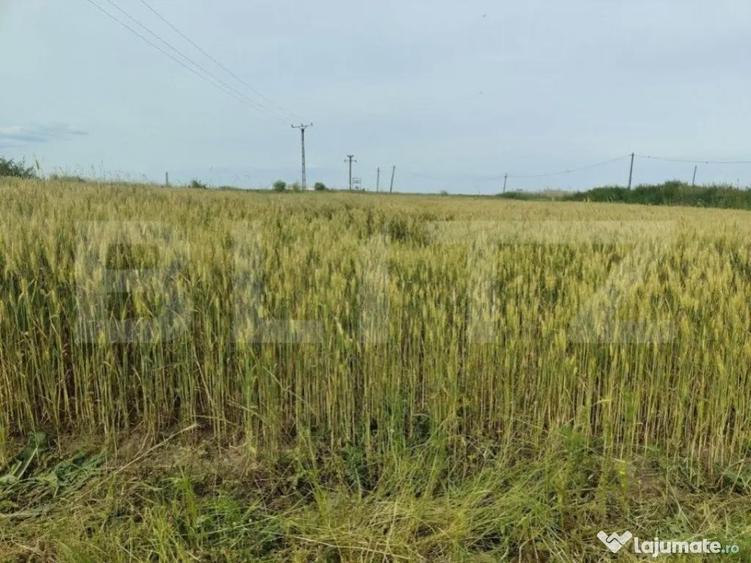 Teren intravilan, arabil, 39 ha, Sanmartinul Sarbesc - 9