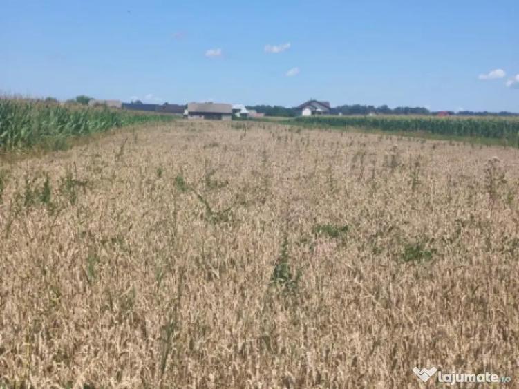 Teren intravilan, 10000mp, zona Maneuti, Radauti - 1