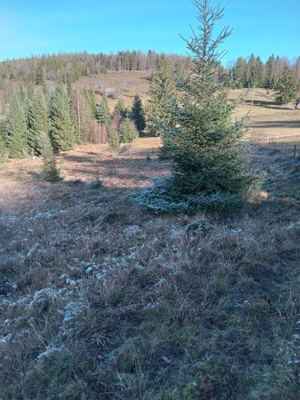 Teren de vanzare - 1