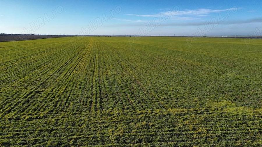 Vanzare teren. Oportunitate investitie, Jud.Giurgiu, Valter Maracineanu - 3