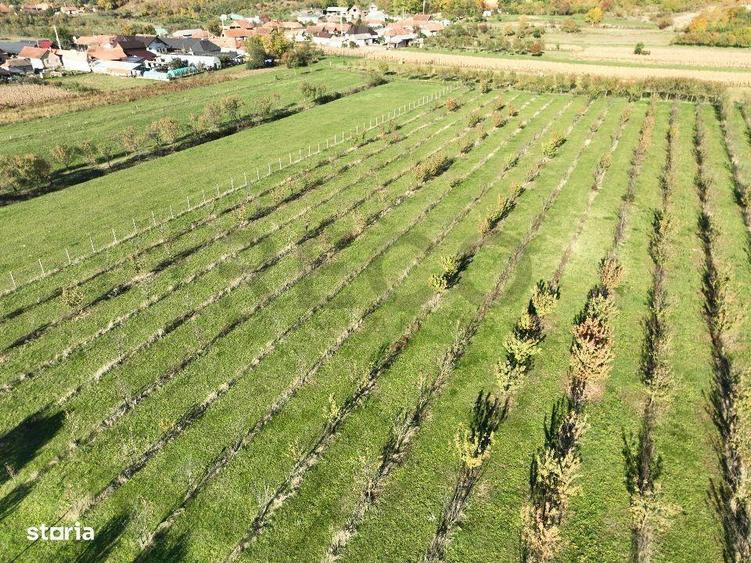 RECO, Teren cu livada de ciresi, Zona Auseu, Bihor - 8
