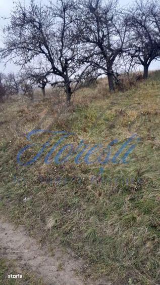 Teren intravilan, 3450 mp, front 23 m, lungime 150 m in Borhanci - 1