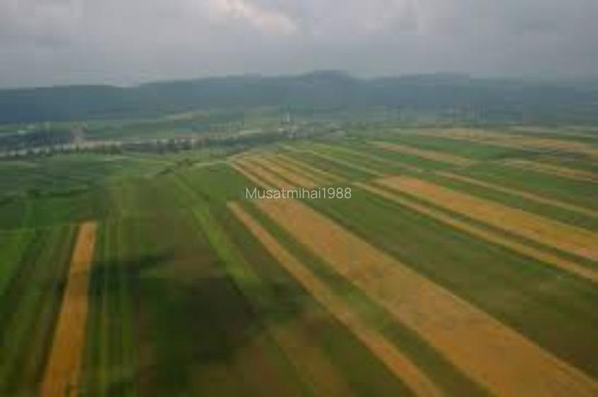 TEREN AGRICOL EXTRAVILAN  asfalt  campie   ideal pentru cultivare cereale , afine  legume etc hale