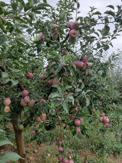 Vind teren in Fedeleseni-Strunga, Iasi - 2