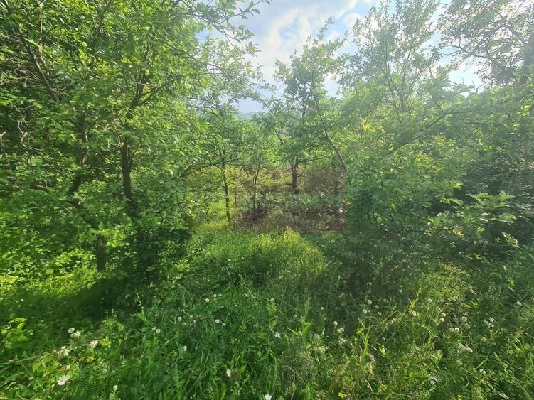 Vila de vanzare cu 6 camere in Cornu (teren 6.600 mp) - 51