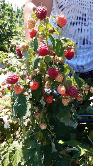 URGENT ..Teren agricol Ferma de mure , zmeura si pomi fructiferi - 7
