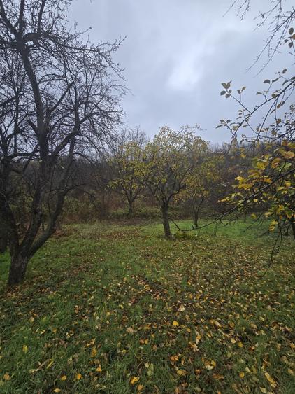 Teren intravilan Tomesti - 5